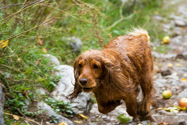 İngiliz cocker spaniel — Stok fotoğraf