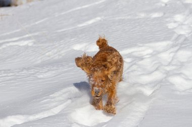 yavru horoz İspanyol karda