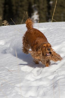 yavru horoz İspanyol karda