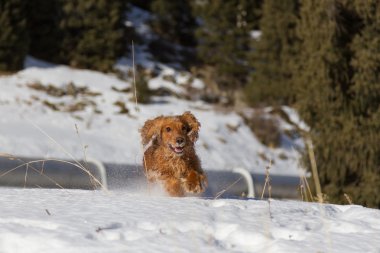 yavru horoz İspanyol karda