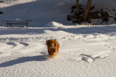 yavru horoz İspanyol karda