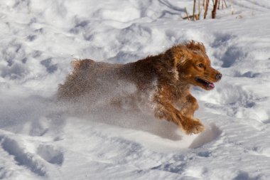 yavru horoz İspanyol karda