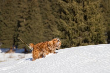 yavru horoz İspanyol karda