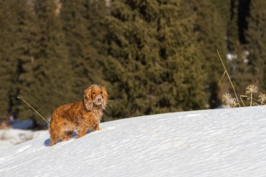 yavru horoz İspanyol karda