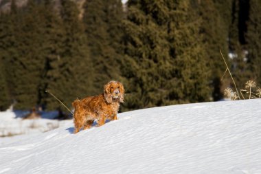 yavru horoz İspanyol karda