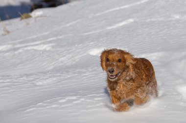 yavru horoz İspanyol karda