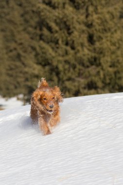 yavru horoz İspanyol karda