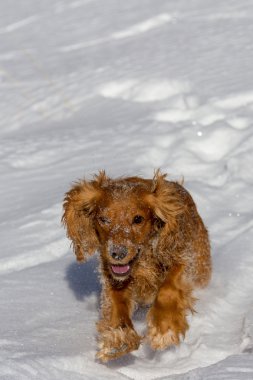 yavru horoz İspanyol karda