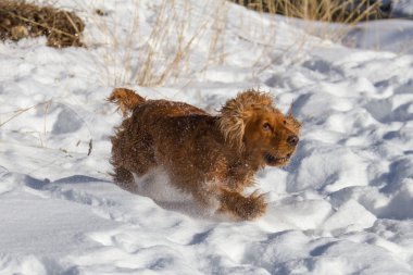 yavru horoz İspanyol karda