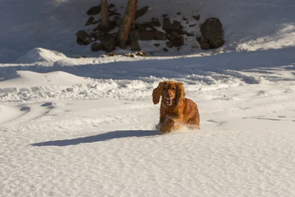 Cockerspaniel im Schnee — Stockfoto