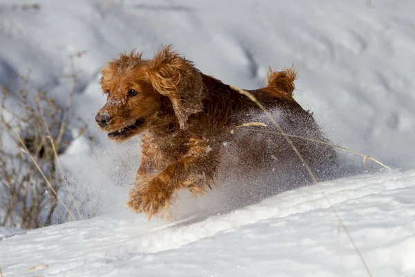 Cocker spaniel na neve — Fotografia de Stock