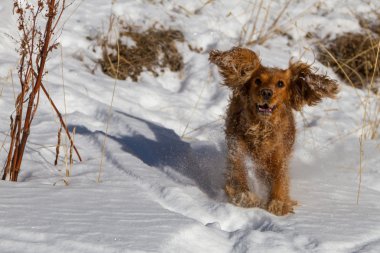 yavru horoz İspanyol karda