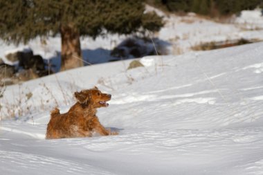 yavru horoz İspanyol karda