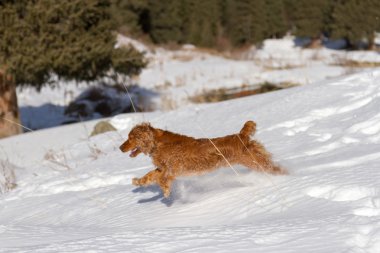 yavru horoz İspanyol karda