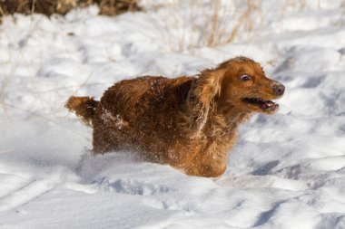 yavru horoz İspanyol kar üzerinde çalışan