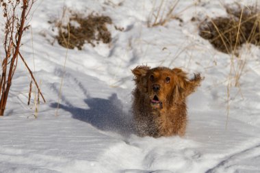 yavru horoz İspanyol karda