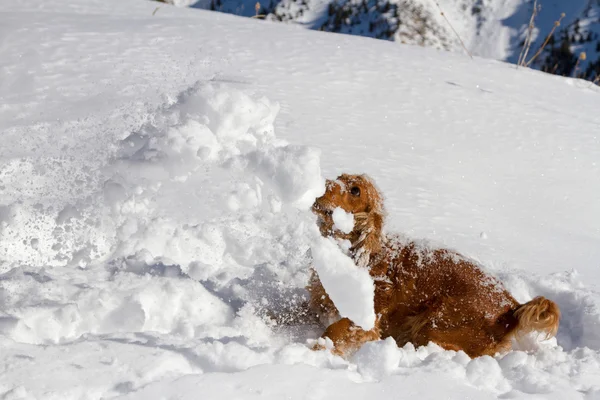 Spaniel in the snow — Stock Photo, Image