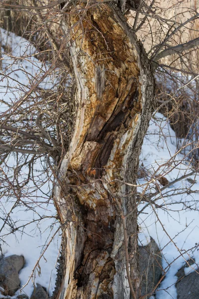 Árbol seco del invierno — Foto de Stock