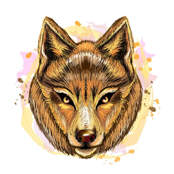 Wolf Color Graphic Hand Drawn Portrait Cute Wolf Looking Ahead — 图库矢量图片