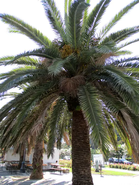 Пальмы на набережной порта b — стоковое фото