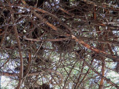 kuş yuvalarının sahil çamı b