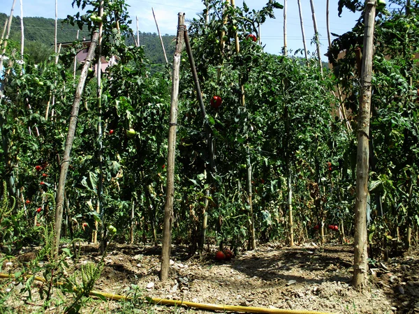 Plantas de tomate c — Foto de Stock