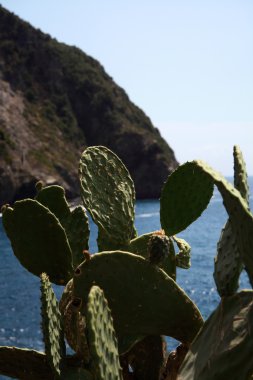 kayalar d üzerinde vahşi büyümek succulents