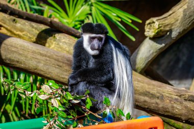 siyah-beyaz colobus maymun