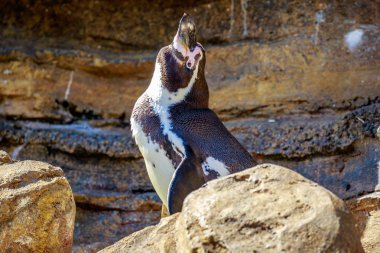 Germe Humboldt pengueni