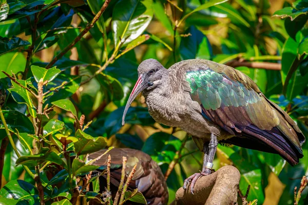 Hadada Ibis em ramo de árvore — Fotografia de Stock