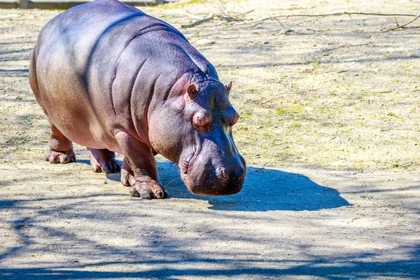 Hippo wandelingen op grond — Stockfoto