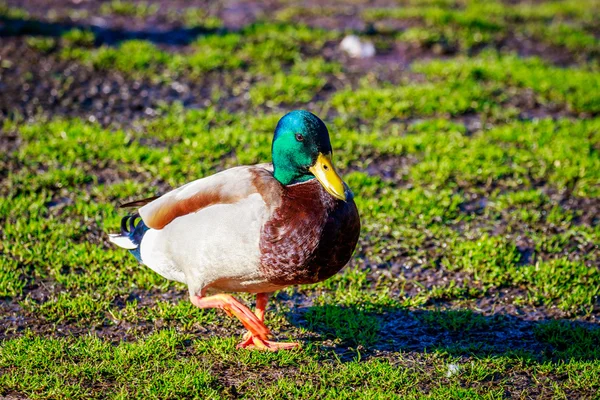 Male Mallard Duck — Stock Photo, Image