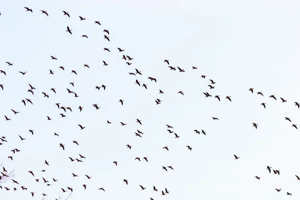 Canada Geese Flying — Stock Photo, Image