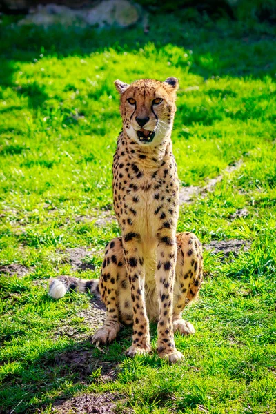 草原のアムールヒョウ — ストック写真