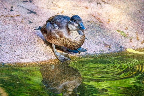 Vrouwelijke Maccoa eend — Stockfoto