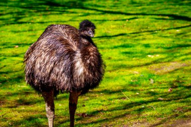 EMU çayır üzerinde