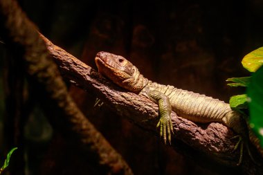 Kuzey caiman kertenkele