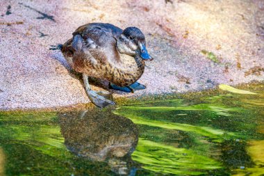 Kadın Maccoa ördek