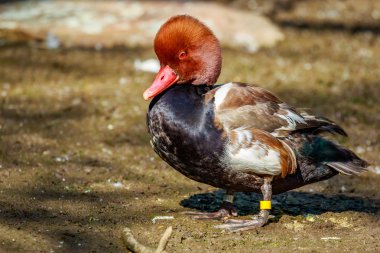 erkek kırmızı Tepeli patka