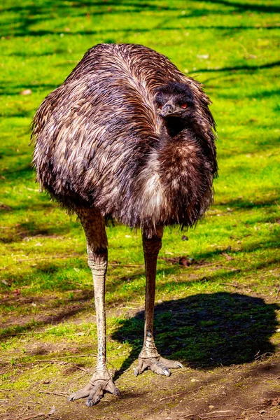 草原のエミュー — ストック写真