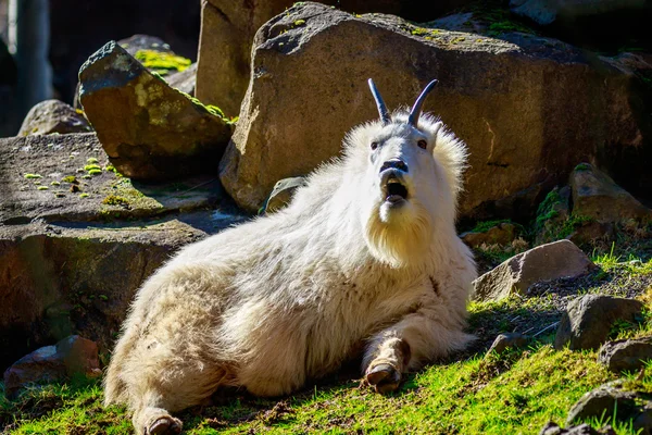 Chèvre des montagnes Rocheuses — Photo