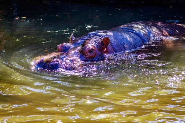 水でのカバ — ストック写真