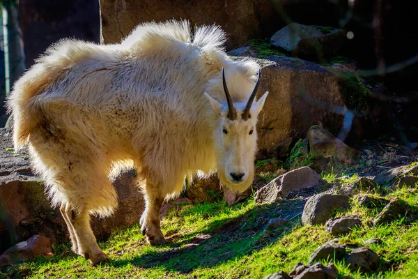 Rocky mountain κατσίκα — Φωτογραφία Αρχείου
