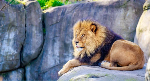 Löwe auf Fels — Stockfoto