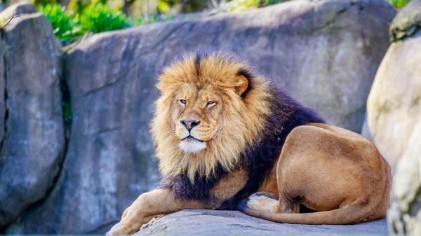 Lion on Rock — Stock Photo, Image