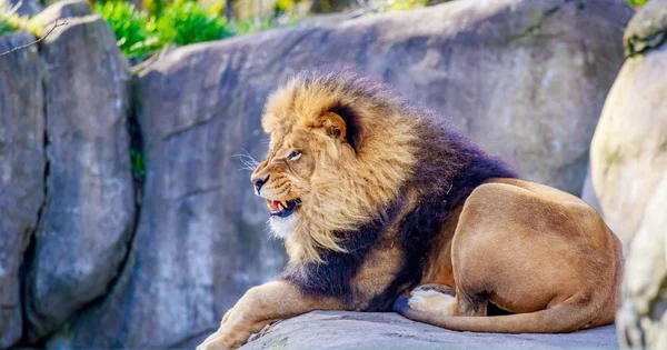 Löwe auf Fels — Stockfoto