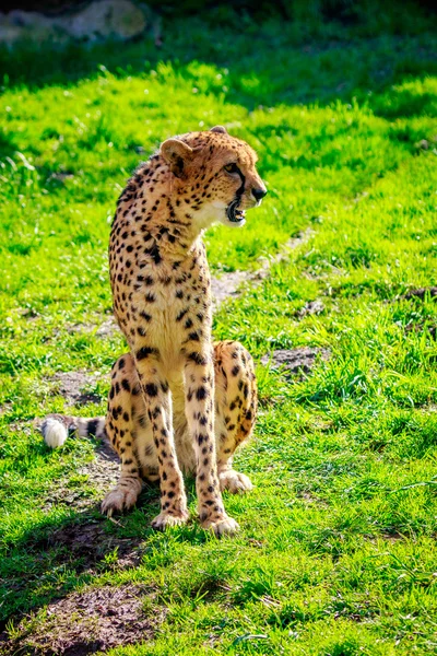 Amur Leopard sul prato — Foto Stock