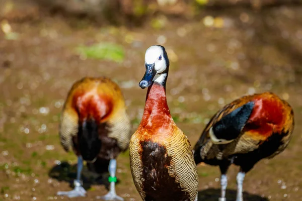 White-faced Whistling Duck — Stock Photo, Image