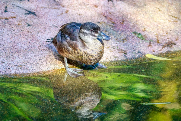 Vrouwelijke Maccoa eend — Stockfoto