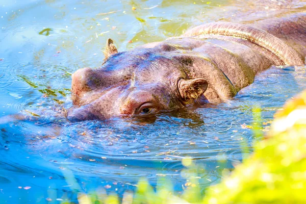 水でのカバ — ストック写真